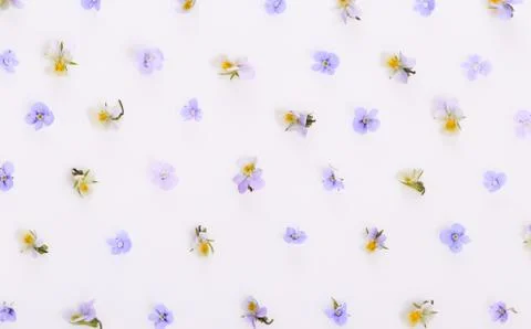 Floral pattern on a white background, small white yellow flowers Stock Photos