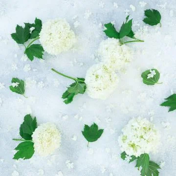 Floral pattern of white hydrangea on gray background. Flat lay, Top view Foto stock