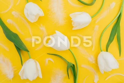 Floral pattern of white tulip flowers and feathers on yellow pastel backgroun Stock Photos