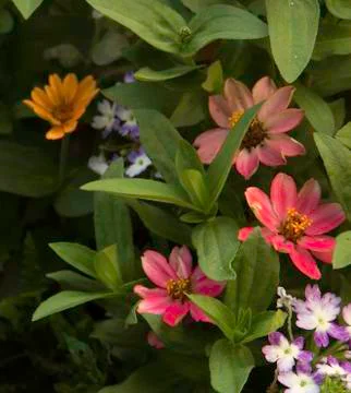 Floral Stock Photos