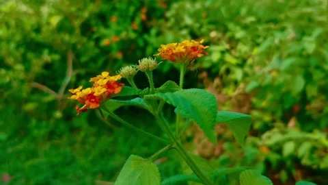 Floral plant Video stock 283345908
