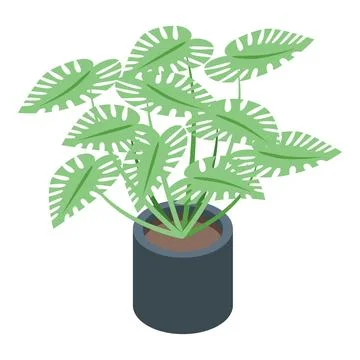 Floral pot icon isometric vector. Monstera plant Stock Illustration