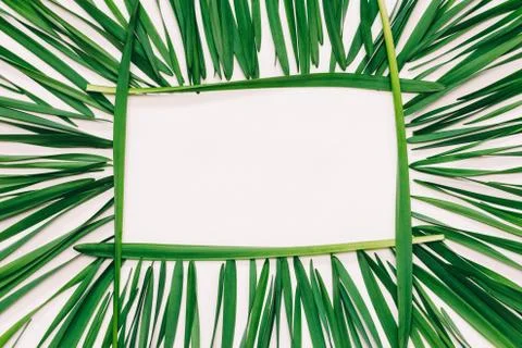 Floral rectangular frame of  green leaves on a white background with space fo Stock Photos