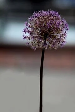 Floral scene Stock Photos