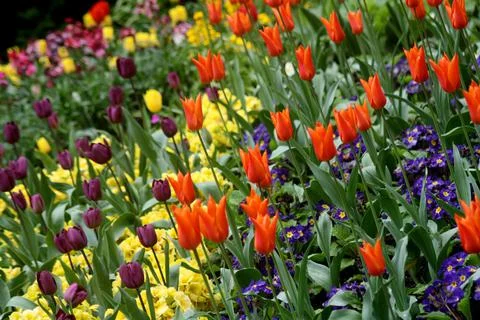 Floral scene Stock Photos