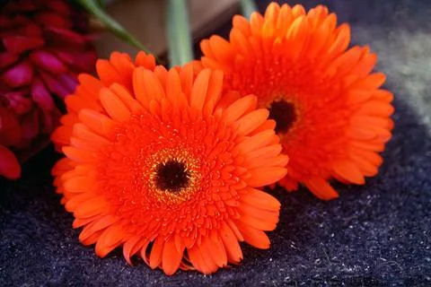 Floral scene Stock Photos