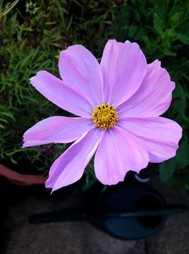 Floral scene Stock Photos