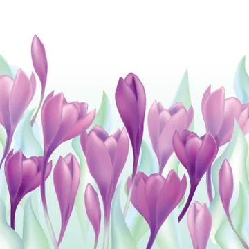 Floral seamless pattern. Flower crocus border background. Stock Illustration