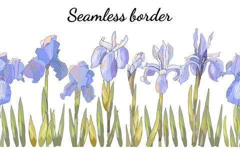 Floral seamless pattern with irises isolate on white. Stock Illustration