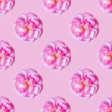 Floral Seamless pattern made of pink roses, on pink background Foto stock