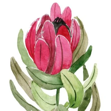 Floral seamless pattern with protea. Hand drawn illustration. Illustrazione stock