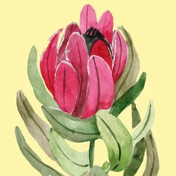 Floral seamless pattern with protea. Hand drawn illustration. Stock Illustration