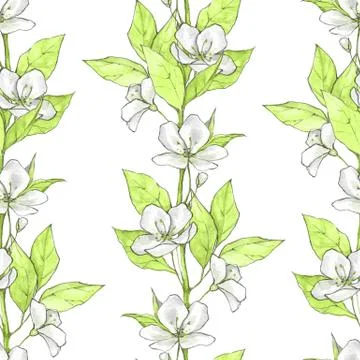 Floral seamless pattern with white flowers and green leaves Stock-Illustration
