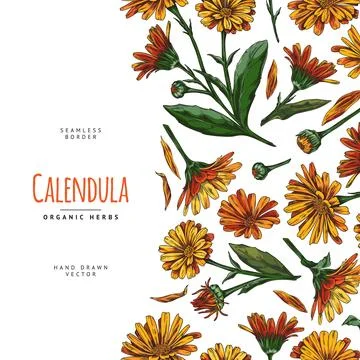 Floral seamless vector marigold border for invitation or card design. Stock Illustration