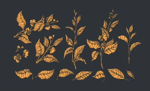 Floral set. Golden vector tea bush, bud, branch, leaf, flower. Botanical shap Stock Illustration