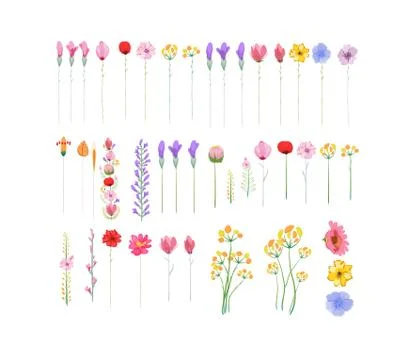 Floral set of graphic elements Stock Illustration