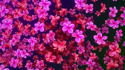 Floral Shadow Light Red and pink Hibiscus Flowers Fly Scattered In The Wind Stock Footage 164500299