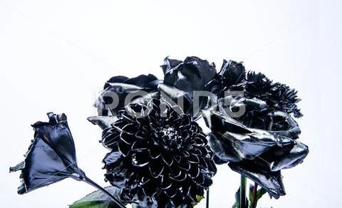 Floral shop. silver black chrysanthemum and rose flower. vintage retro. wealth Stock Photos