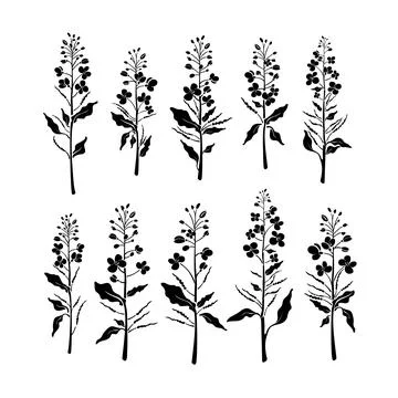 Floral silhouette set. Vector shape of plant with leaf, bud, seed, flower. Ra Stock Illustration