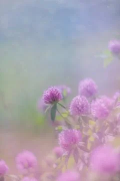 Floral soft light background Stock Photos