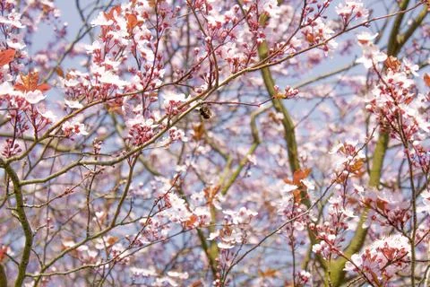 Floral spring background. Blossoming cherry tree on the background of the sky Stock Photos
