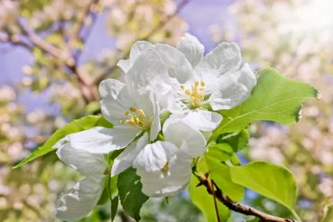 Floral spring background, branches of blossoming apple trees with soft focus Stock Photos