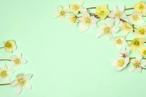 Floral spring background Stock Photos