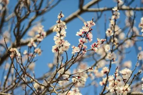 Floral spring background, soft focus. Branches of blossoming apricot in spring Stock Photos