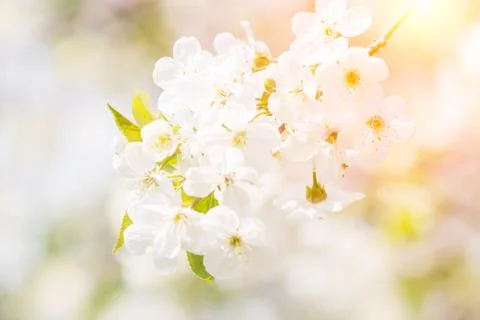 Floral spring background, soft focus. Branches of blossoming bird-cherry Prun Stock Photos