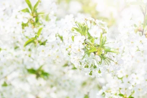 Floral spring background, soft focus. Branches of blossoming bird-cherry Prun Stock Photos