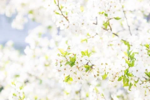 Floral spring background, soft focus. Branches of blossoming bird-cherry Prun Stock Photos