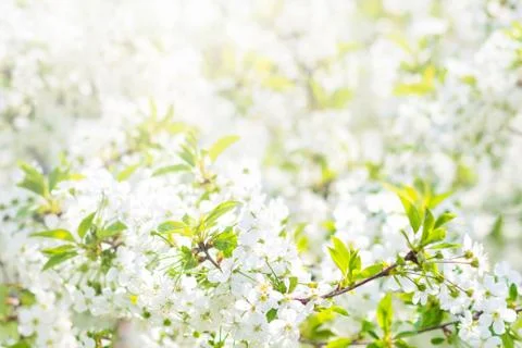 Floral spring background, soft focus. Branches of blossoming bird-cherry Prun Stock Photos