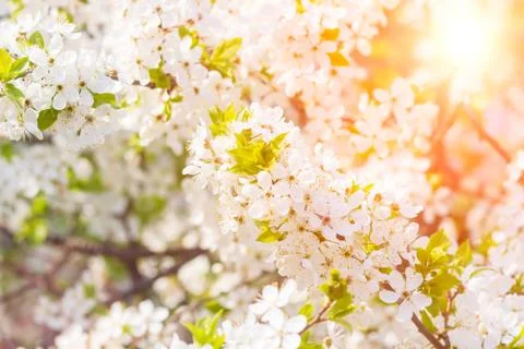 Floral spring background, soft focus. Branches of blossoming bird-cherry Prun Stock Photos