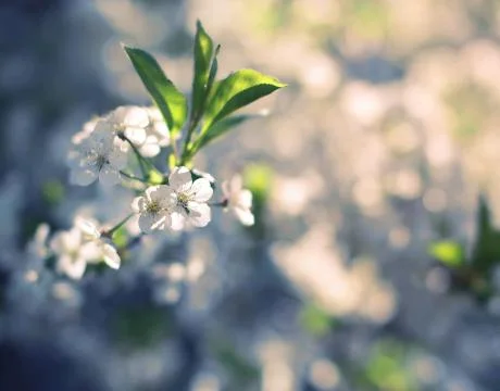 Floral spring blurred background, selective focus Stock Photos