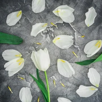 Floral spring pattern made of white tulips on gray. Flat lay, top view. Stock Photos