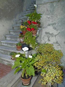 FLORAL STEPS Stock Photos