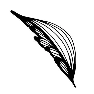 Floral stylized leaf. Vector linear illustration. Black and white graphics. I イラスト素材