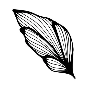 Floral stylized leaf. Vector linear illustration. Black and white graphics. I Stock Illustration