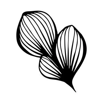 Floral stylized leaf. Vector linear illustration. Black and white graphics. I Stock Illustration