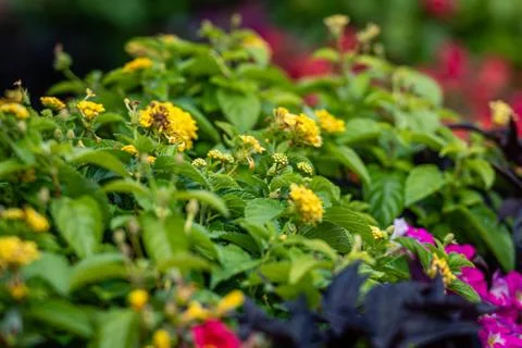 Floral summer spring background.  Selective focus, blurred background Stock Photos