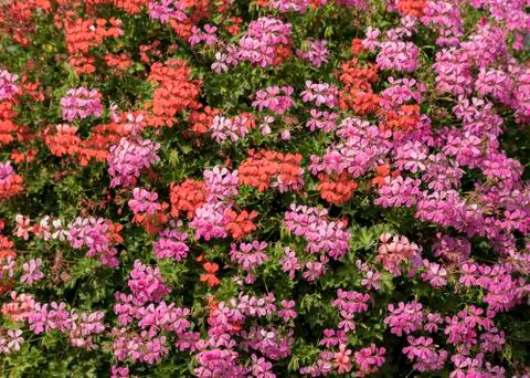 Floral surface Stock Photos