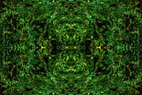 Floral symmetrical patterns Foto stock