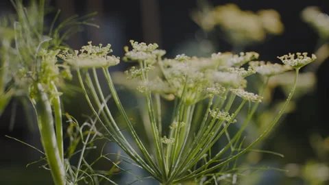 Floral Tapestry Stock Footage 262575522
