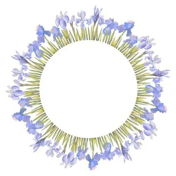 Floral template with irises isolate on white. For design gift boxes Stock Illustration