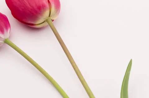 Floral theme backdrops Stock Photos