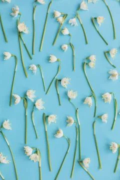 Floral trendy pattern. White spring flowers on blue flat lay. Hello spring. S Stock Photos