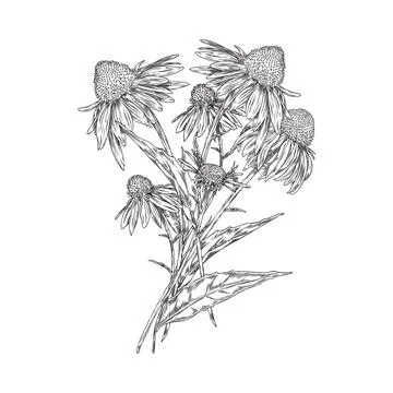 Floral vector composition of echinacea flowers on isolated background. Stock Illustration