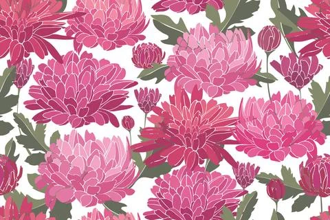 Floral vector seamless pattern. Delicate pink autumn chrysanthemums. Flora... Stock Photos