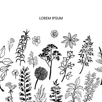 Floral vector template with plants and flowers Stock Illustration
