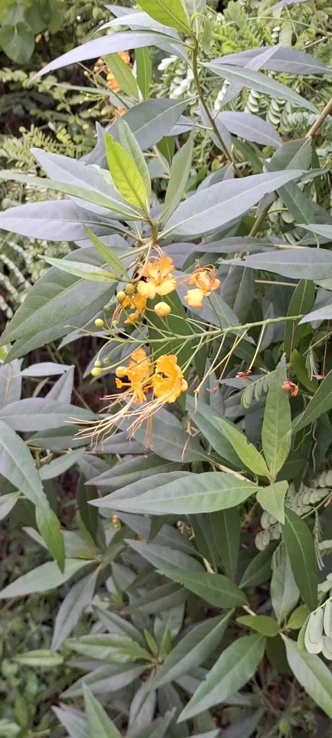 Floral view Stock Footage 289199248